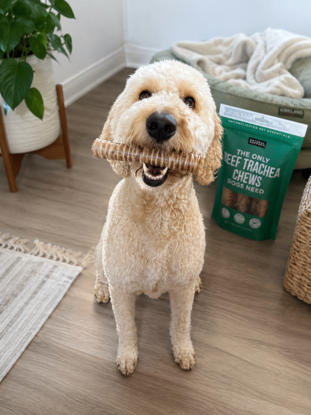 Treat Collection